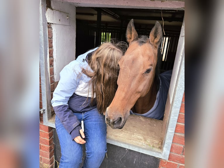 Holsteiner Hongre 17 Ans 170 cm Bai brun in Pleckhausen