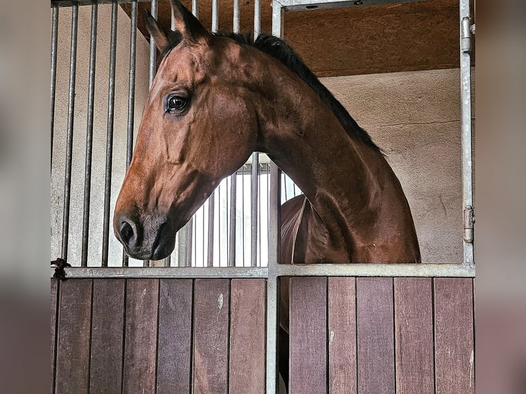 Holsteiner Hongre 17 Ans 170 cm Bai brun in Pleckhausen