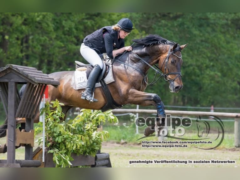 Holsteiner Hongre 17 Ans 171 cm Bai in Coesfeld
