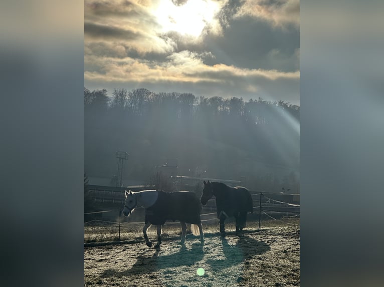 Holsteiner Hongre 17 Ans 172 cm Gris moucheté in Uder