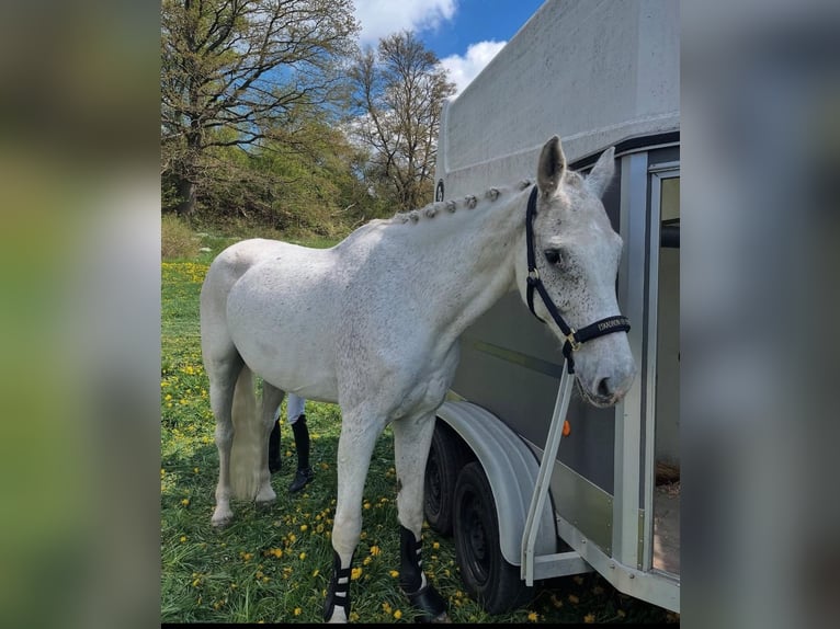 Holsteiner Hongre 17 Ans 172 cm Gris moucheté in Uder