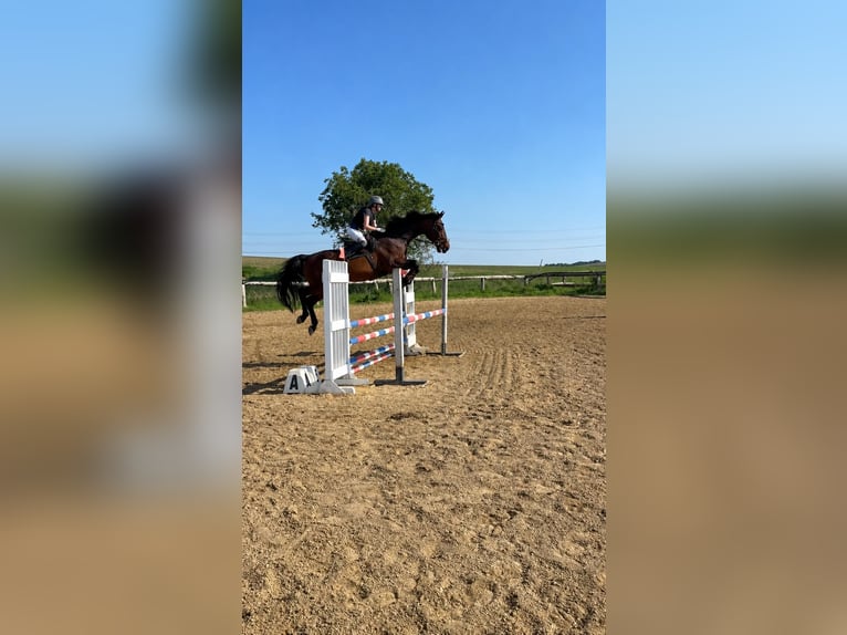 Holsteiner Hongre 17 Ans 173 cm Bai in Grübern