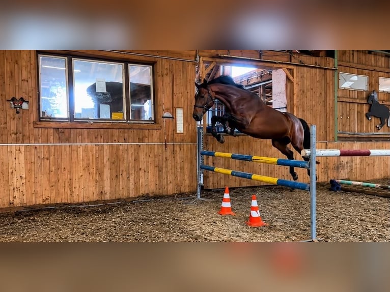 Holsteiner Hongre 17 Ans 173 cm Bai in Grübern