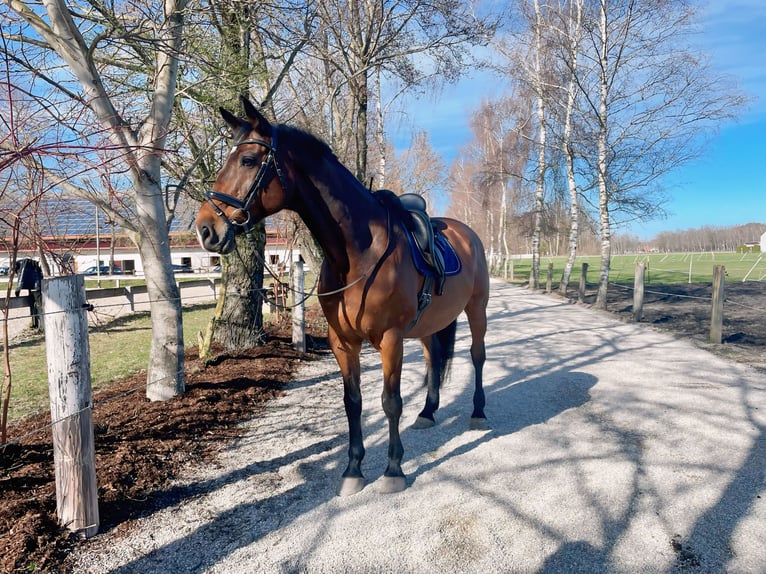 Holsteiner Hongre 17 Ans 173 cm  in Zolling