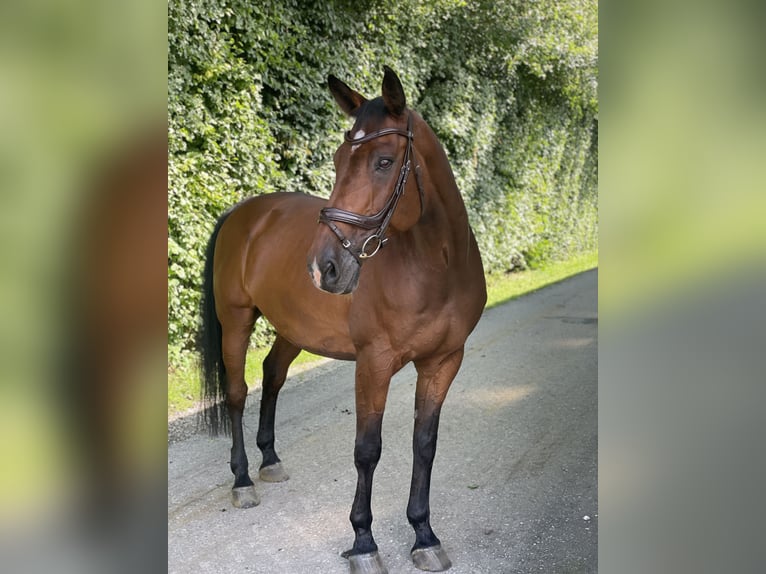 Holsteiner Hongre 17 Ans 173 cm  in Zolling