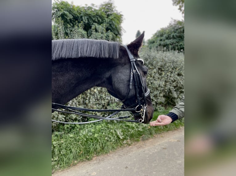 Holsteiner Hongre 17 Ans 175 cm Bai brun foncé in Wiesbaden