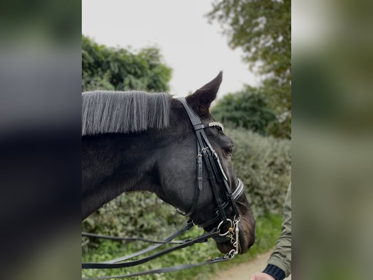 Holsteiner Hongre 17 Ans 175 cm Bai brun foncé in Wiesbaden