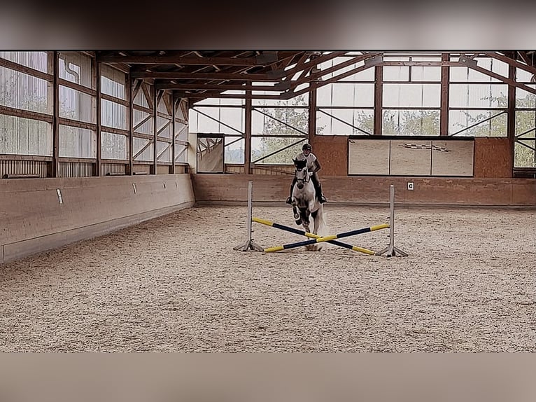 Holsteiner Hongre 17 Ans 175 cm Gris in Ravensburg