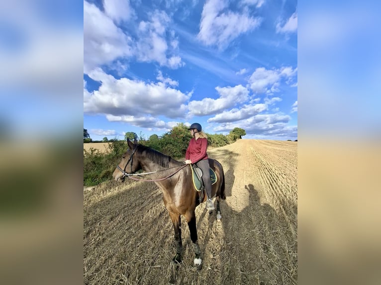 Holsteiner Hongre 17 Ans 178 cm Bai in Neustadt in Holstein