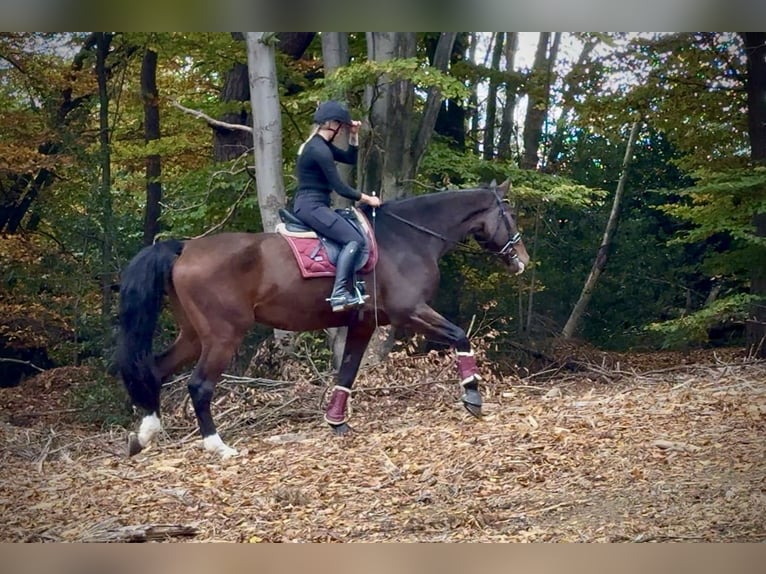 Holsteiner Hongre 17 Ans 180 cm Bai in Neustadt (Wied)