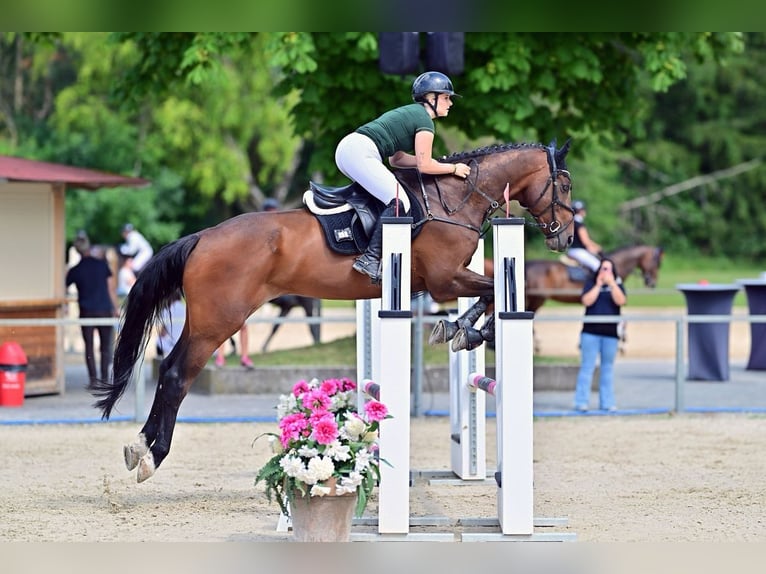 Holsteiner Hongre 17 Ans 182 cm Bai brun in Ingolstadt
