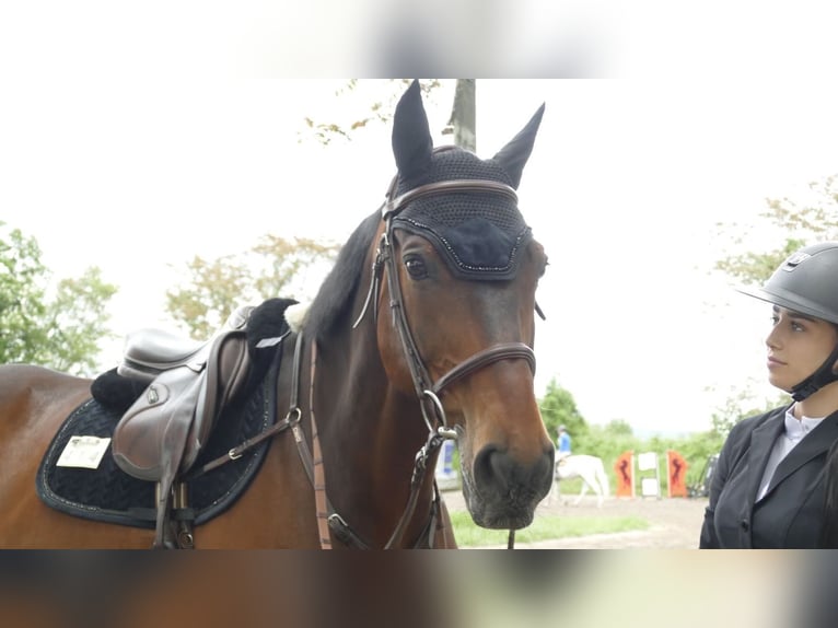 Holsteiner Hongre 17 Ans Bai in Ketsch