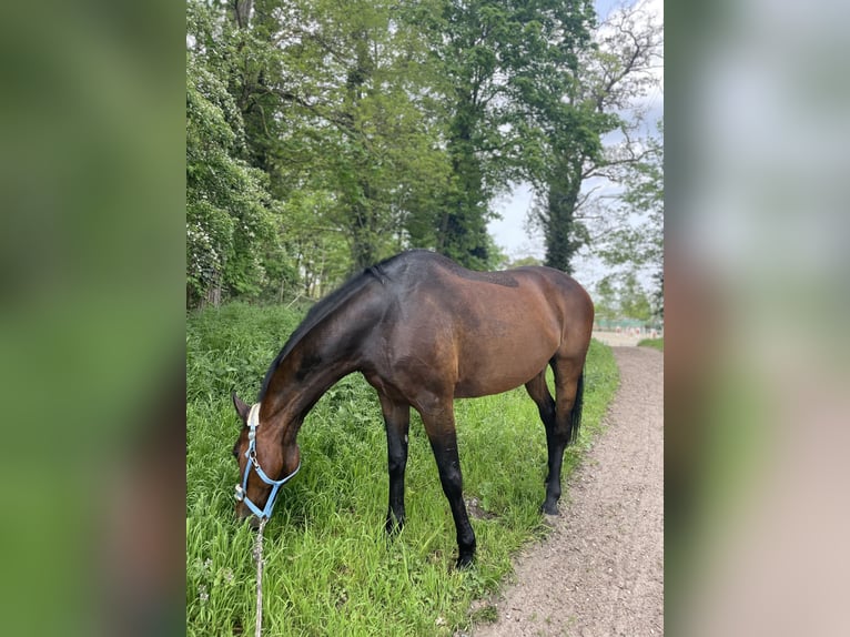 Holsteiner Hongre 17 Ans Bai in Ketsch