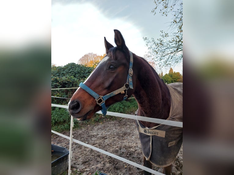 Holsteiner Hongre 18 Ans 168 cm Bai in Seevetal