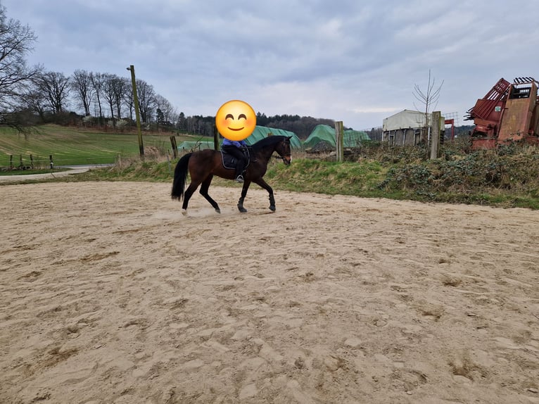 Holsteiner Hongre 18 Ans 168 cm Bai in Seevetal