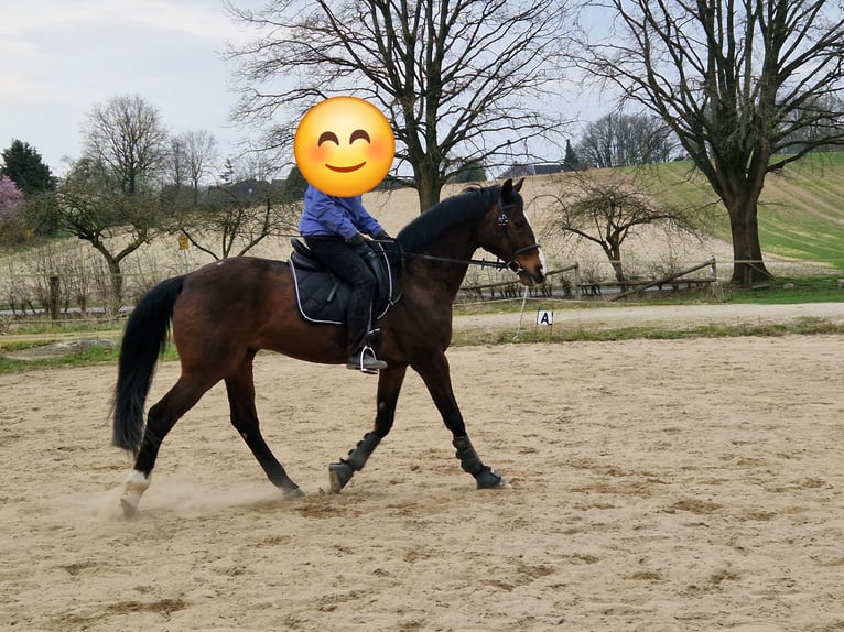 Holsteiner Hongre 18 Ans 168 cm Bai in Seevetal