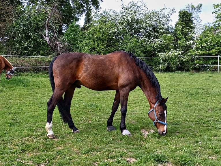 Holsteiner Hongre 18 Ans 168 cm Bai in Seevetal