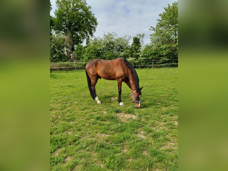 Holsteiner Hongre 18 Ans 168 cm Bai in Seevetal