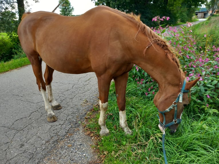 Holsteiner Hongre 18 Ans 170 cm Alezan in Jettingen-Scheppach