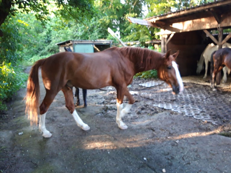 Holsteiner Hongre 18 Ans 170 cm Alezan in Jettingen-Scheppach