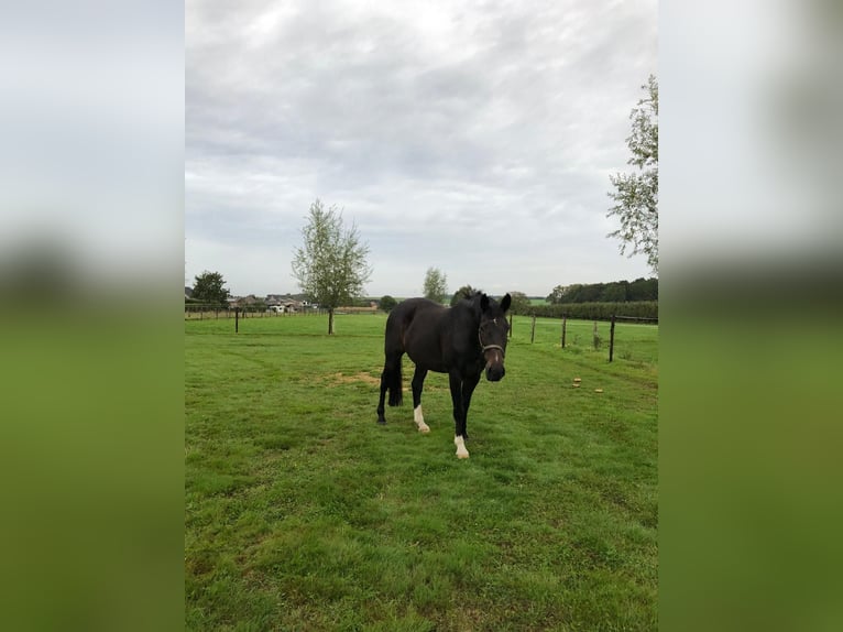 Holsteiner Hongre 18 Ans 170 cm Bai brun foncé in Waanrode