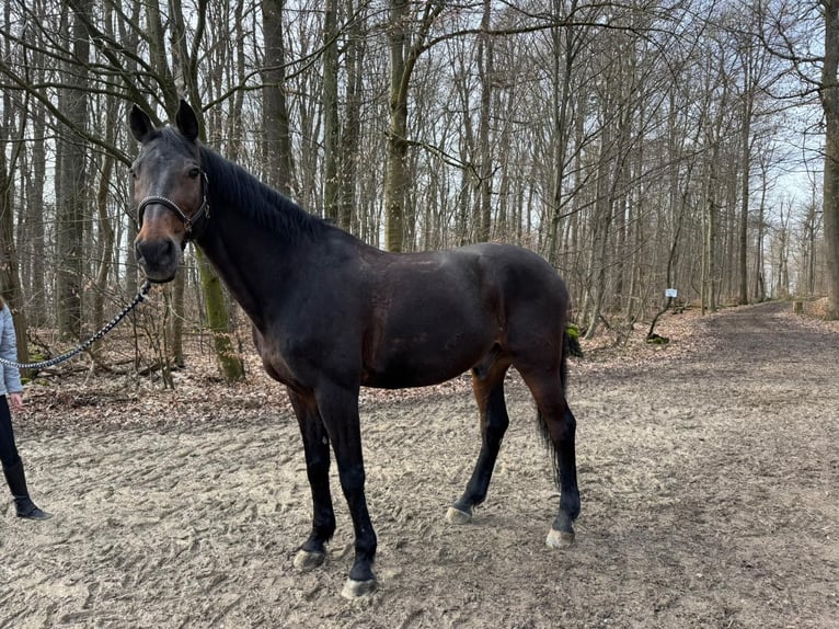 Holsteiner Hongre 18 Ans 174 cm Bai brun in Esslingen am Neckar