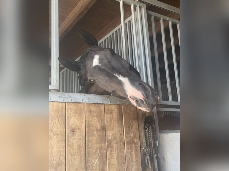 Holsteiner Hongre 18 Ans 175 cm Bai brun foncé in Melle