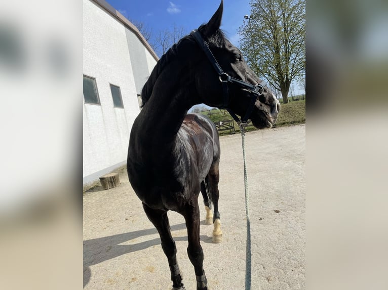 Holsteiner Hongre 18 Ans 175 cm Bai brun foncé in Melle