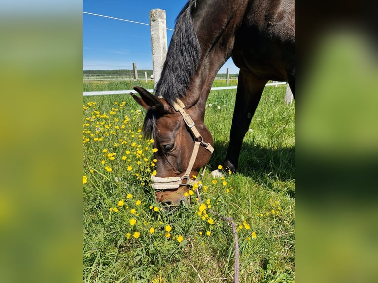 Holsteiner Hongre 18 Ans 175 cm Bai in Adelschlag