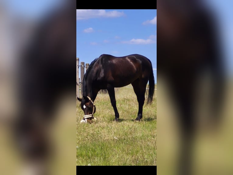 Holsteiner Hongre 18 Ans 175 cm Bai in Adelschlag