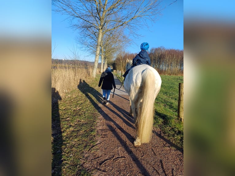 Holsteiner Hongre 18 Ans 176 cm Gris in Eddelak