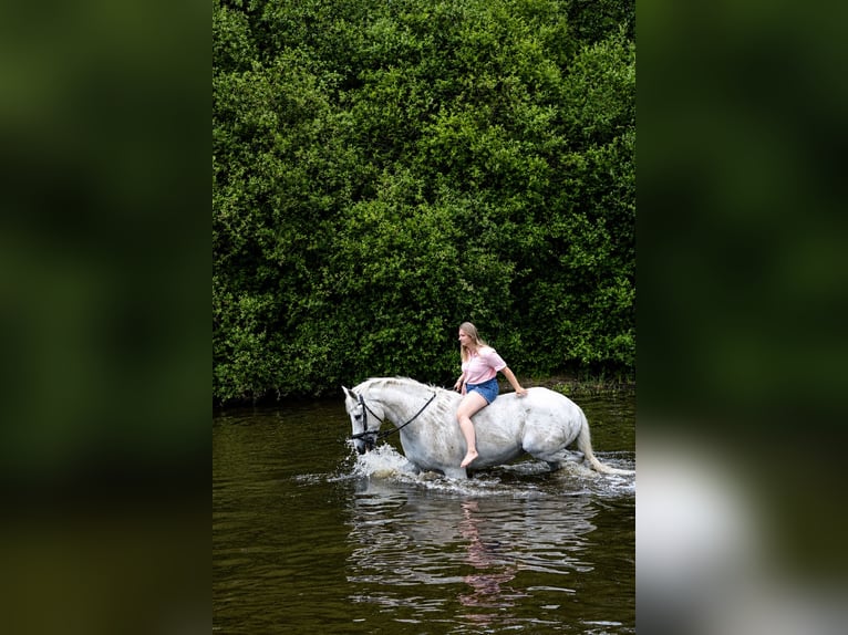 Holsteiner Hongre 18 Ans 176 cm Gris in Eddelak