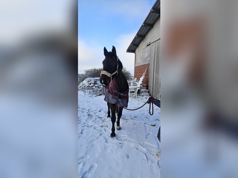 Holsteiner Hongre 18 Ans 178 cm Bai in Neustadt in Holstein