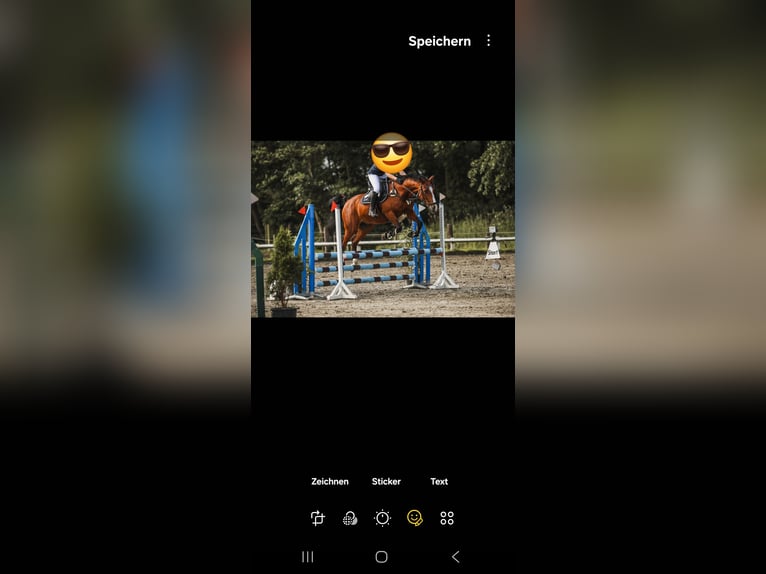 Holsteiner Hongre 19 Ans 163 cm Bai in Sankt Peter-Ording