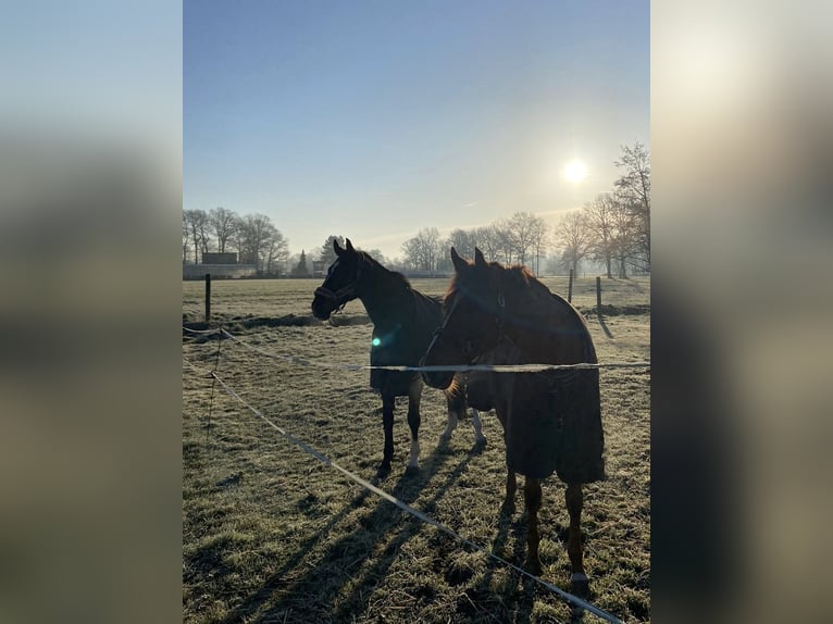Holsteiner Hongre 19 Ans 176 cm Bai brun in G&#xFC;terslohG&#xFC;tersloh