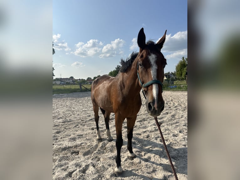 Holsteiner Hongre 19 Ans 185 cm Bai in Borna