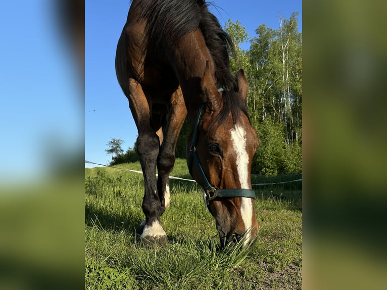 Holsteiner Hongre 19 Ans 185 cm Bai in Borna