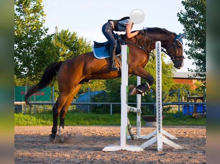 Holsteiner Hongre 20 Ans 170 cm Bai in Weiterstadt