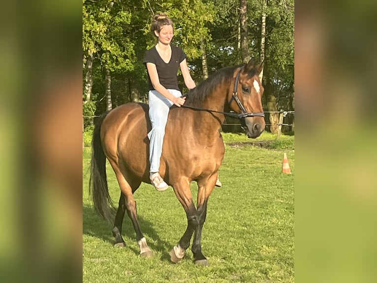 Holsteiner Hongre 21 Ans 170 cm Bai in Achim