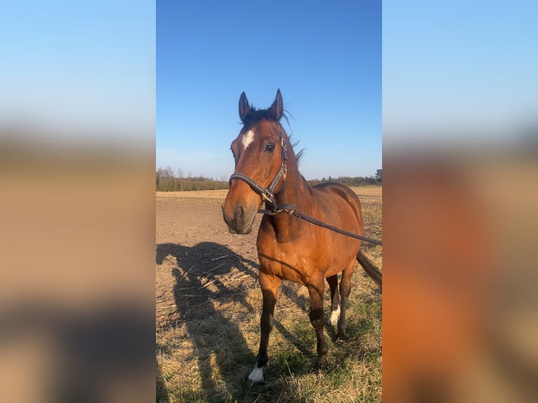 Holsteiner Hongre 21 Ans 170 cm Bai in Achim