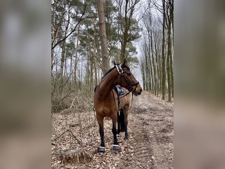 Holsteiner Hongre 21 Ans 172 cm Bai brun in Rendsburg