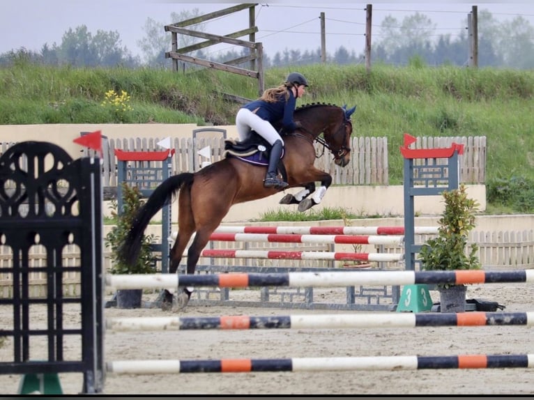 Holsteiner Hongre 21 Ans 172 cm Bai brun in Rendsburg