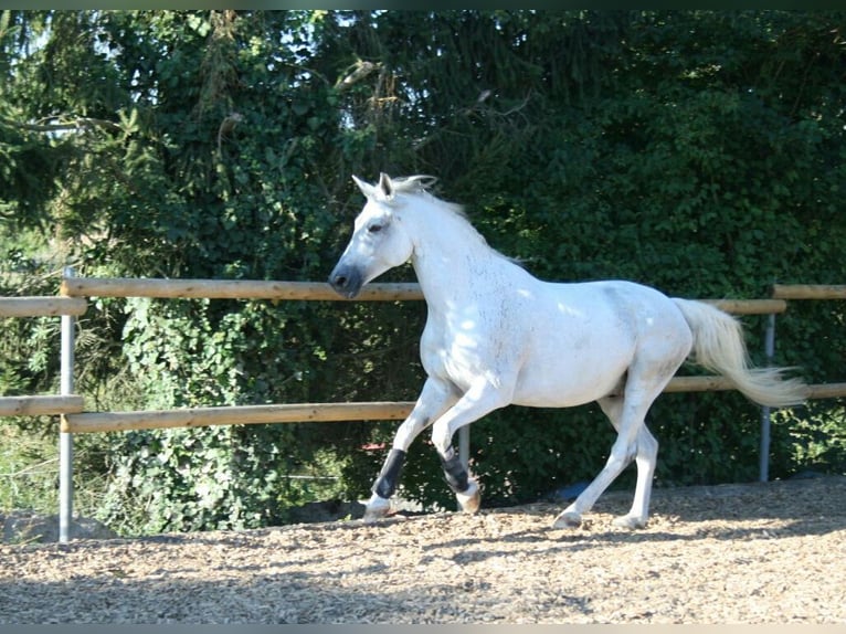 Holsteiner Croisé Hongre 22 Ans 165 cm in Berlin