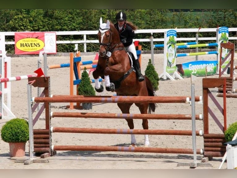 Holsteiner Hongre 23 Ans 165 cm Alezan in Schlitz