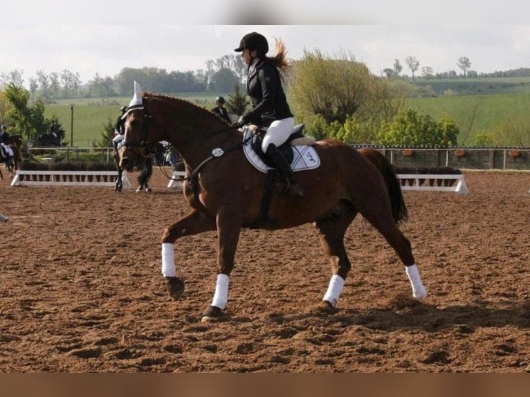 Holsteiner Hongre 23 Ans 165 cm Alezan in Schlitz