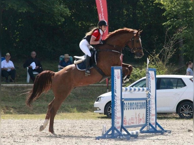 Holsteiner Hongre 23 Ans 165 cm Alezan in Schlitz