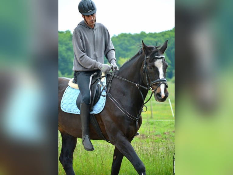 Holsteiner Hongre 23 Ans 173 cm Bai brun in Emkendorf