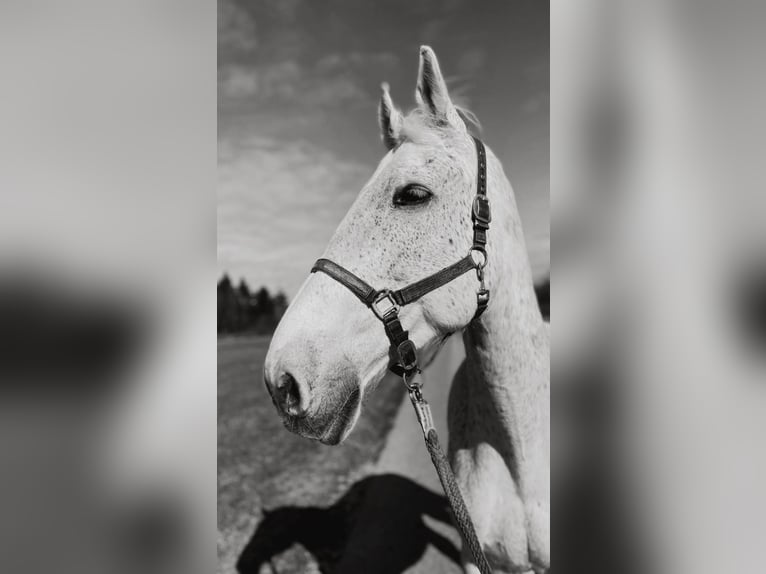 Holsteiner Hongre 24 Ans 180 cm Gris in Laupheim