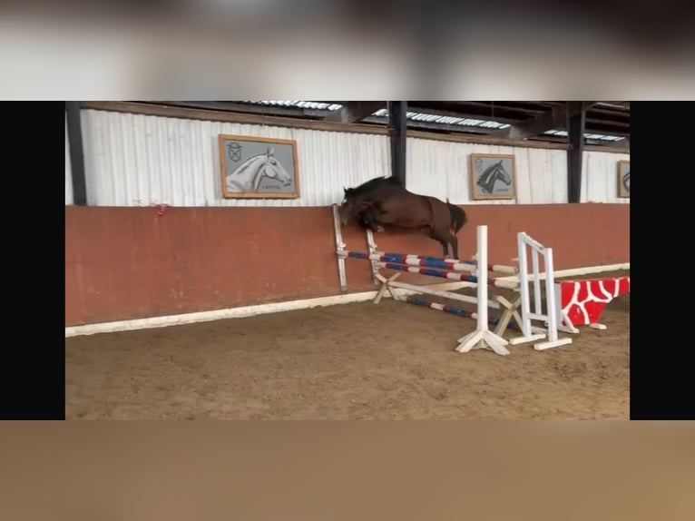 Holsteiner Hongre 2 Ans 162 cm Gris in KollmarKollmar