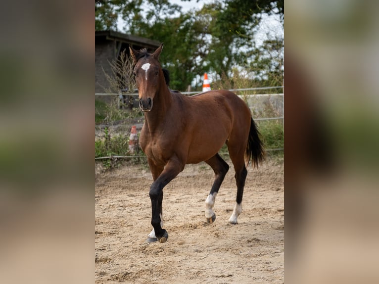 Holsteiner Hongre 2 Ans 163 cm Bai in Oeversee